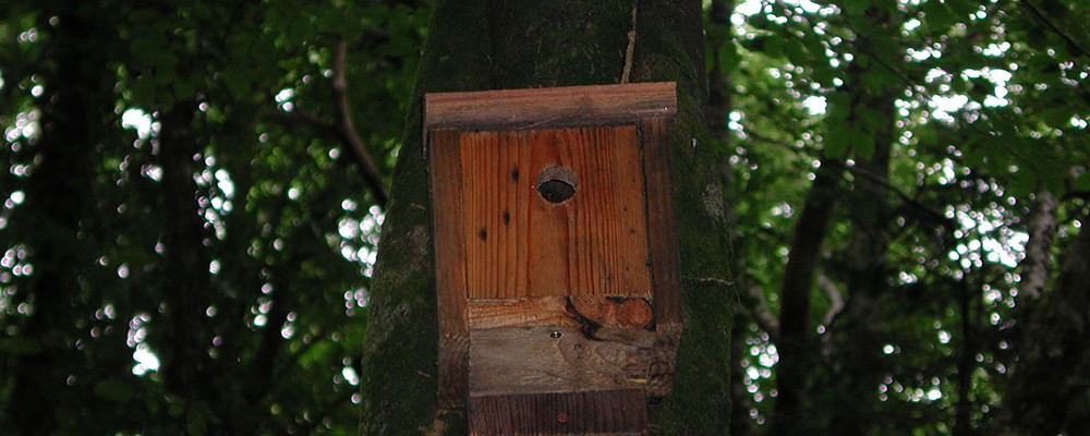 bird-box