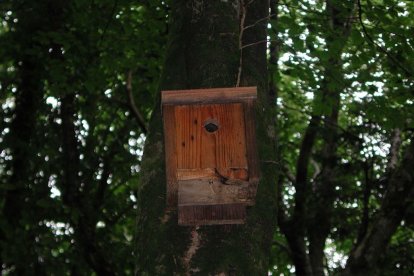 bird-box