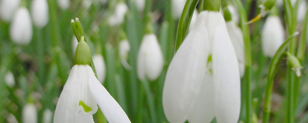 snowdrop00377