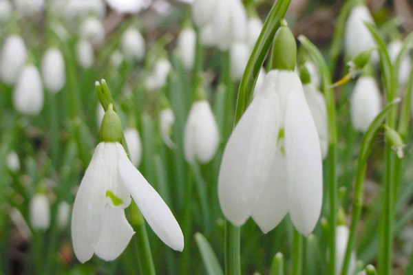 snowdrop00377