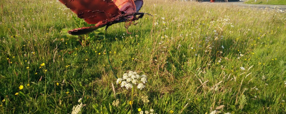 Pollinator Roundabout