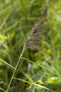 Common Reed (Phragmites australis) flowering, France, late summer