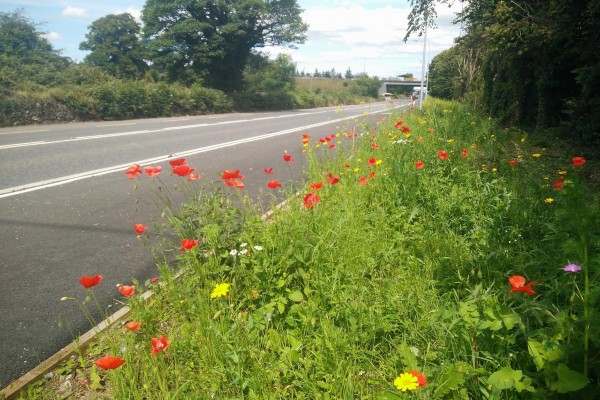 Biodiversity Ennis