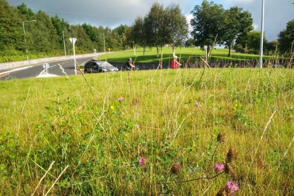 Urban Biodiversity Landscaping