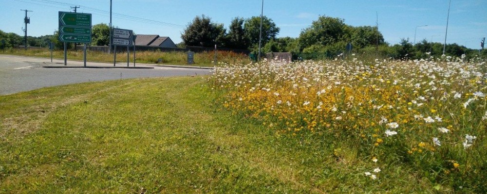 Pollinator Areas Roundabout