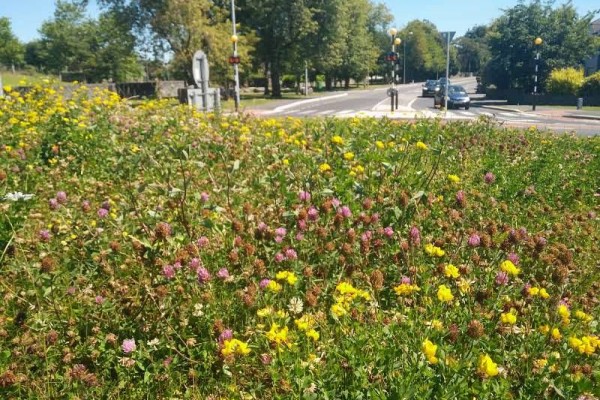 Pollinator Areas Verge