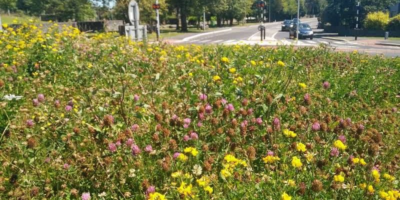 Pollinator Areas Verge