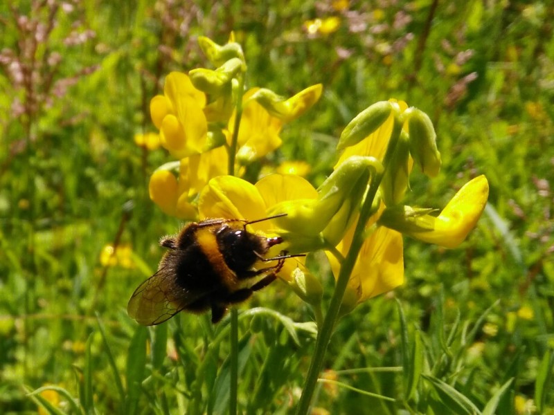 Pollinator Areas Blooming